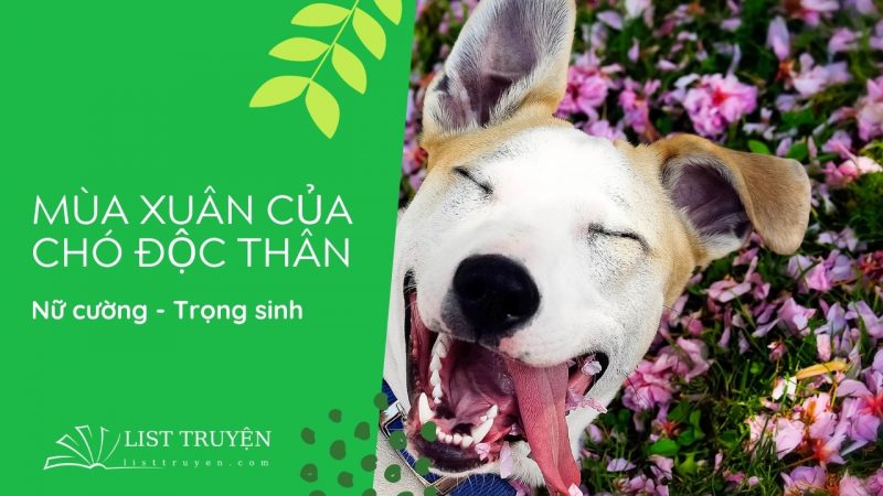 Truyện ngôn tình hoàn Mùa xuân của chó độc thân